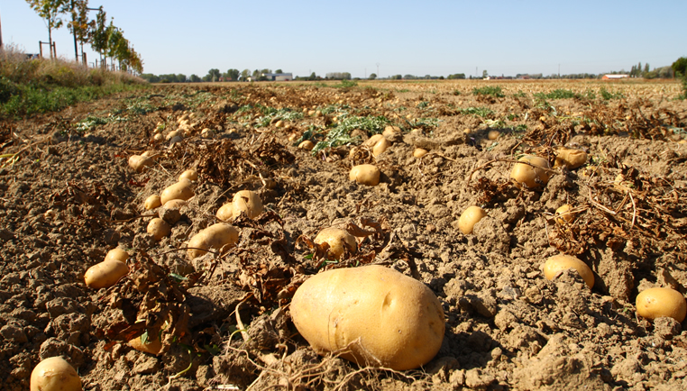 fete de la patate_g